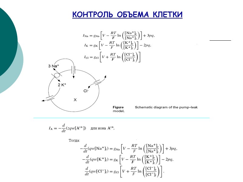 КОНТРОЛЬ ОБЪЕМА КЛЕТКИ